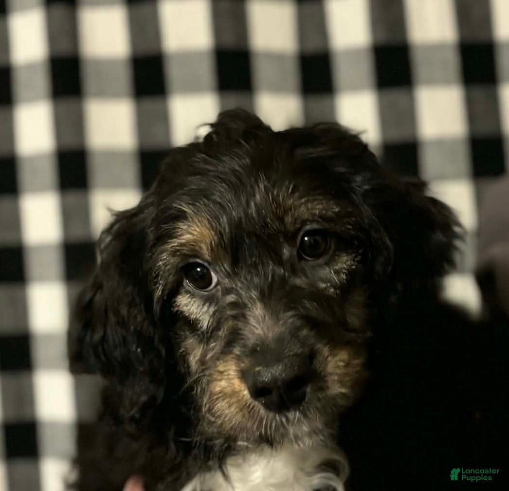 Mini Aussiedoodle dogs Mini Aussiedoodle Puppy 3 - Ad 23