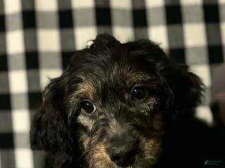 Mini Aussiedoodle dogs Mini Aussiedoodle Puppy 3 - Ad 23