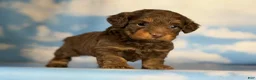 Doxiepoo dogs for sale: Hershey kiss  - Ad 3