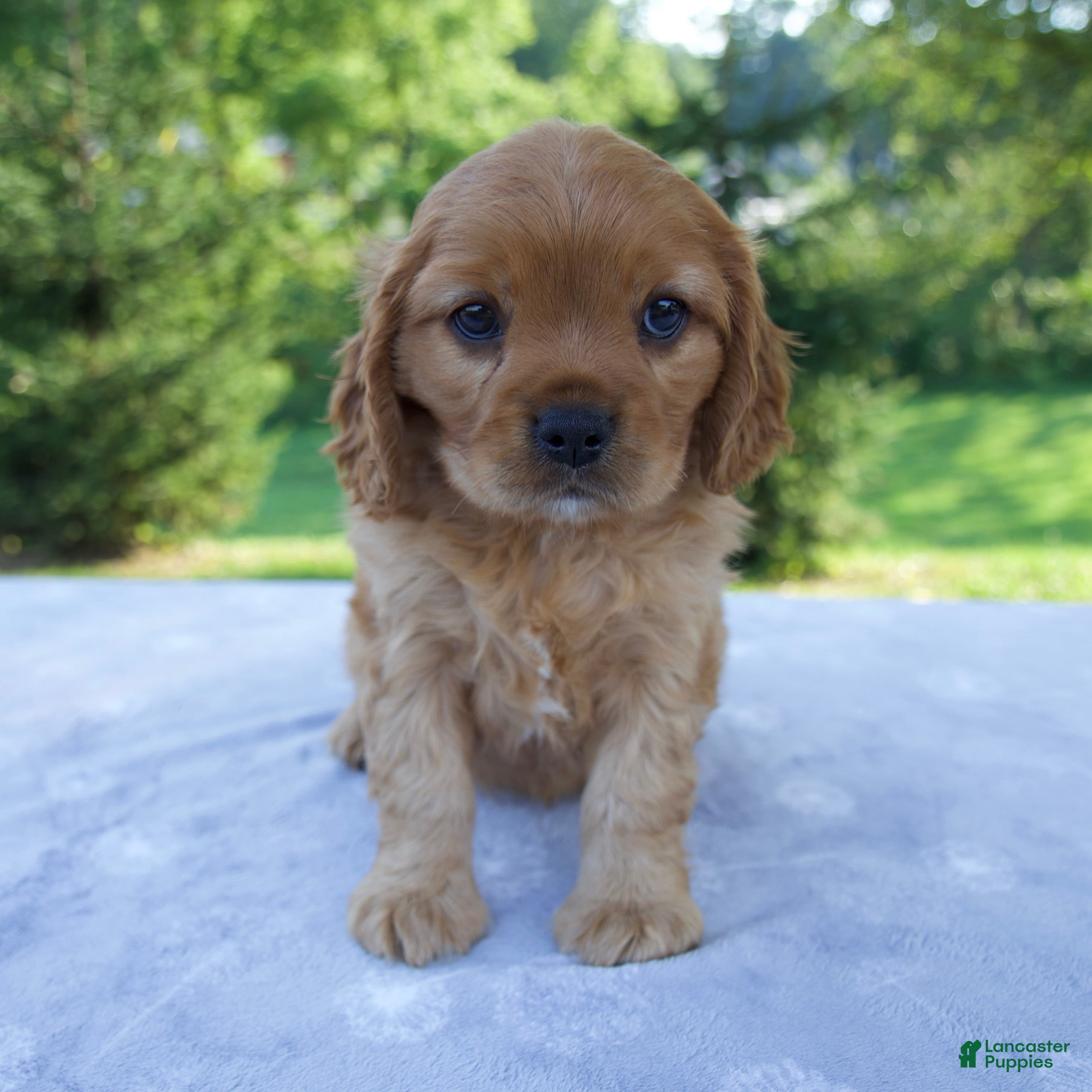 Mixed Breed dogs Romeo - Ad 2