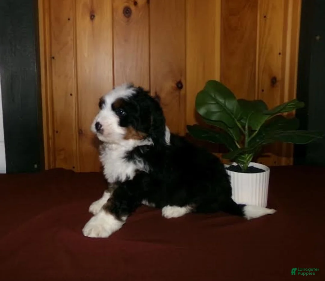 Mini Bernedoodle dogs for sale: Austin - Ad 3