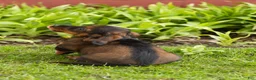 Miniature Dachshund dogs for sale: Buddy  - Ad 6
