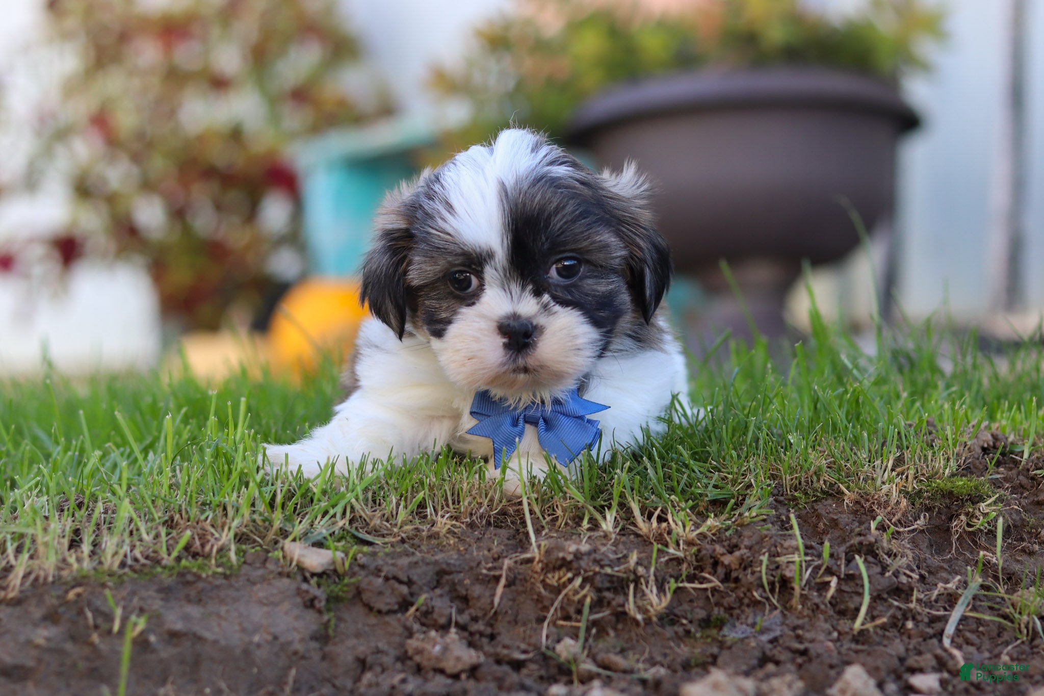 Shih Tzu dogs Kobe - Ad 2