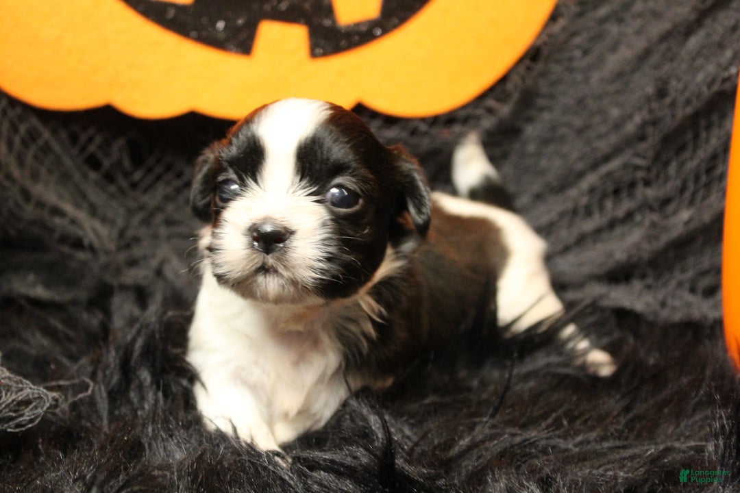 Shih Tzu dogs for sale: Ladybug - Ad 2