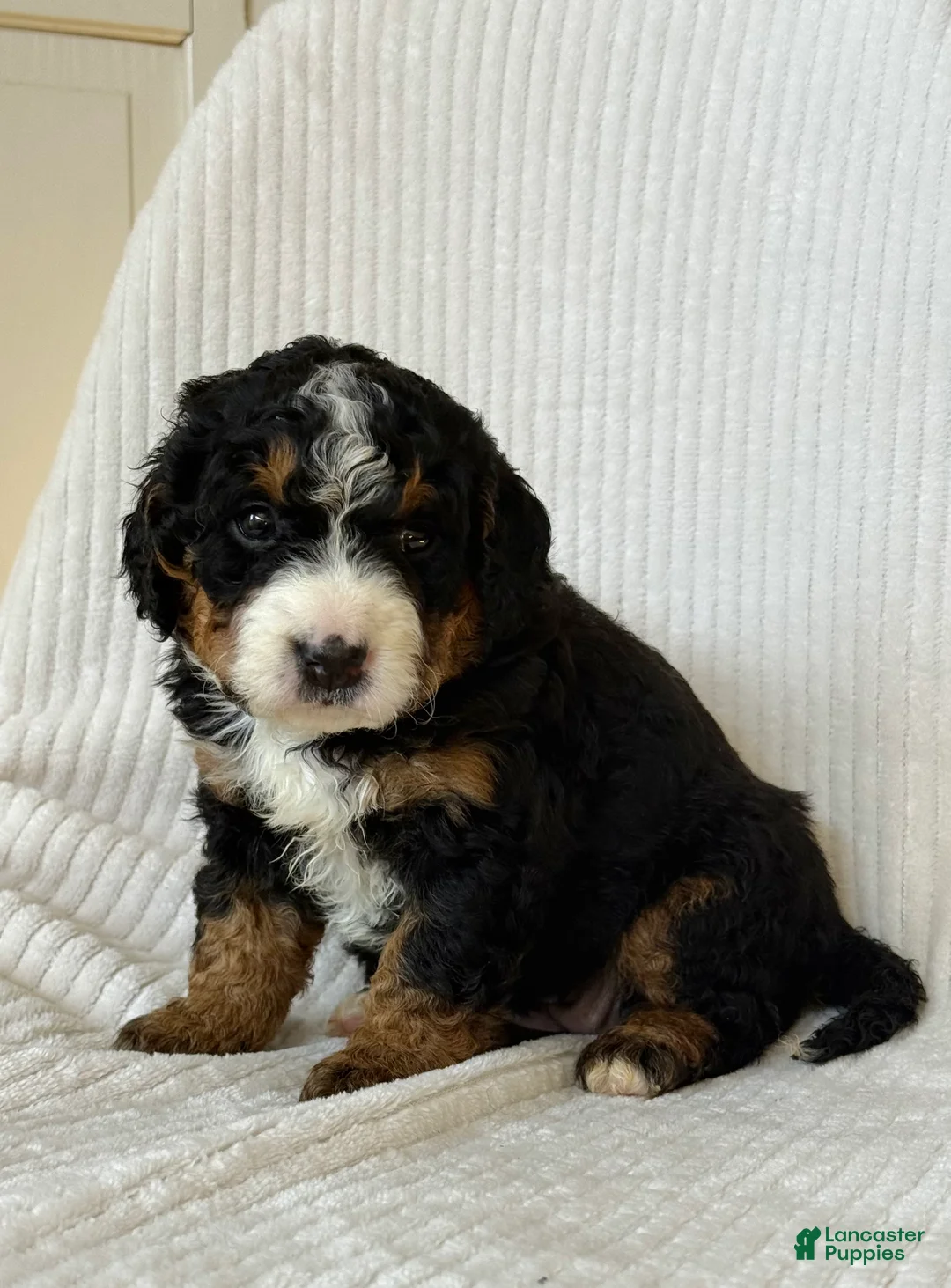 Mini Bernedoodle dogs for sale: Belle - Ad 1