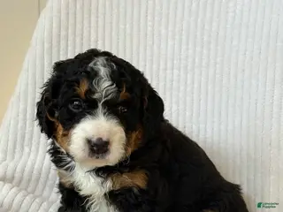Mini Bernedoodle dogs Belle - Ad 15