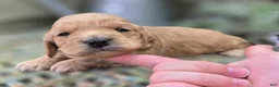 Cockapoo dogs for sale: Knotty - Ad 29