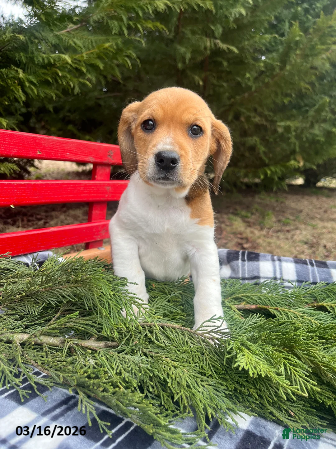Beagle dogs for sale: Abby - Ad 2