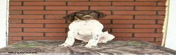 German Shorthaired Pointer dogs for sale: Gem  - Ad 10