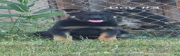 Mixed Breed dogs for sale: Mixed Breed 5 - Ad 5
