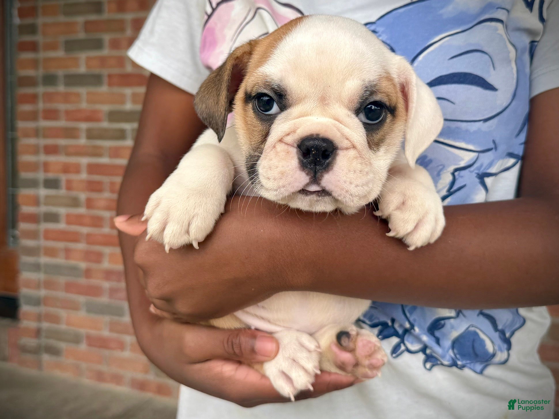 English Bulldog dogs Fiona - Ad 1
