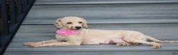Bichpoo dogs for sale: Kalila  - Ad 13