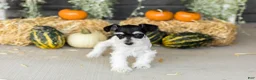Miniature Schnauzer dogs for sale: Sassy  - Ad 2