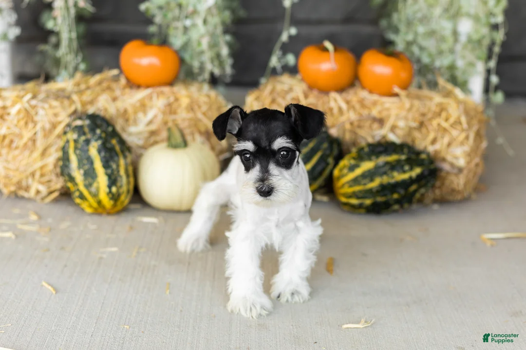Miniature Schnauzer dogs for sale: Sassy  - Ad 2