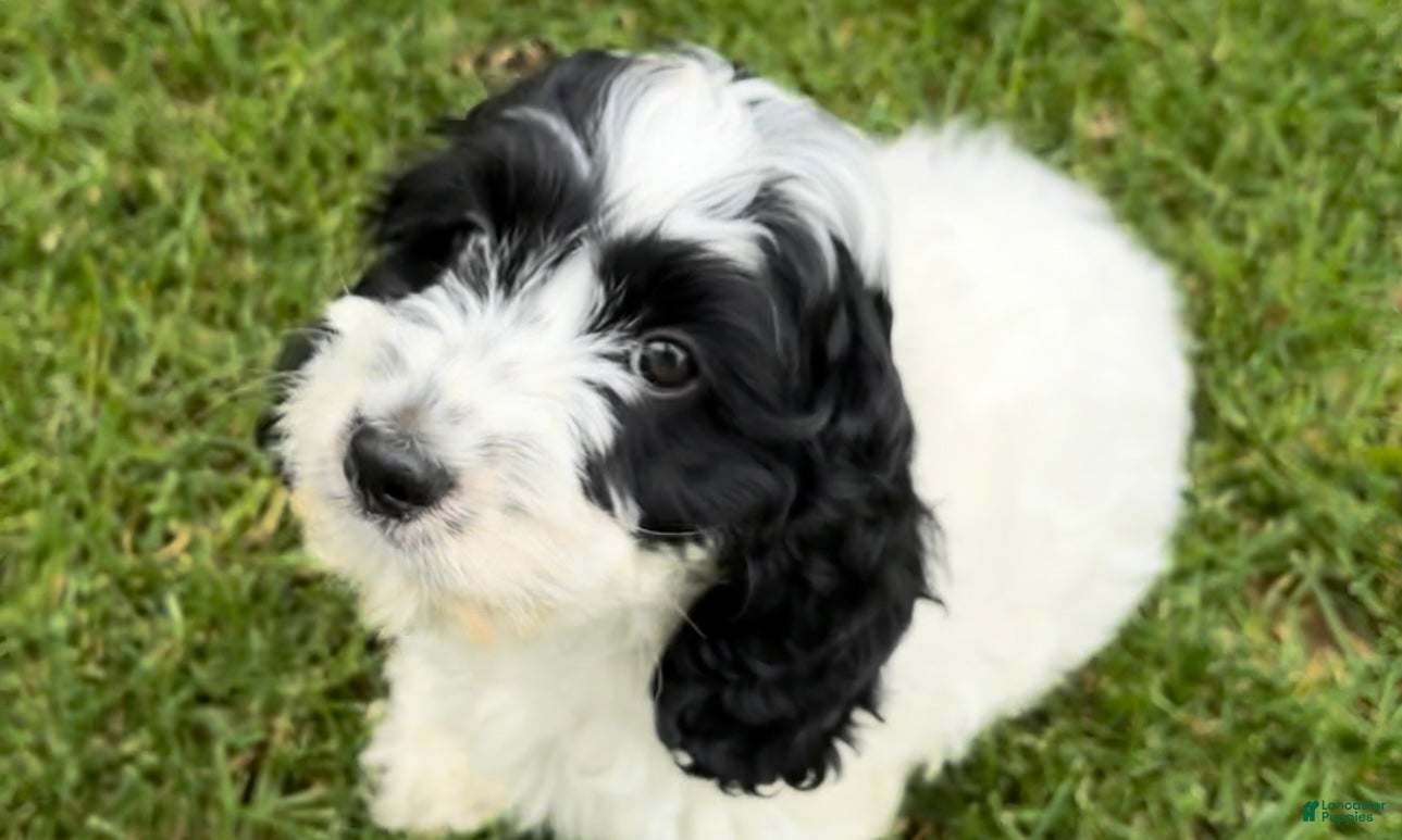 Cockapoo dogs Jesse - Ad 29