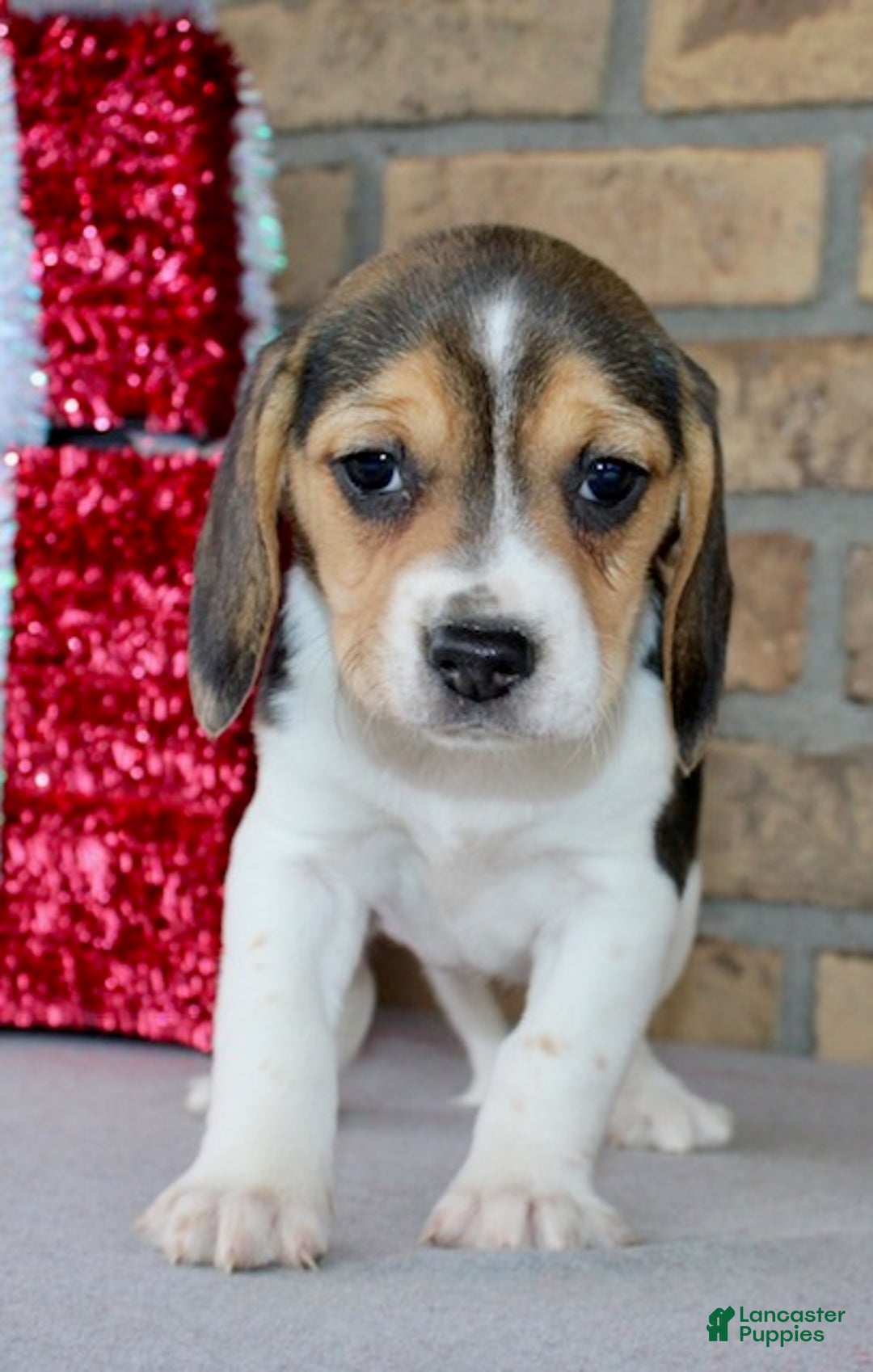 Beagle dogs for sale: Fannie - Ad 3