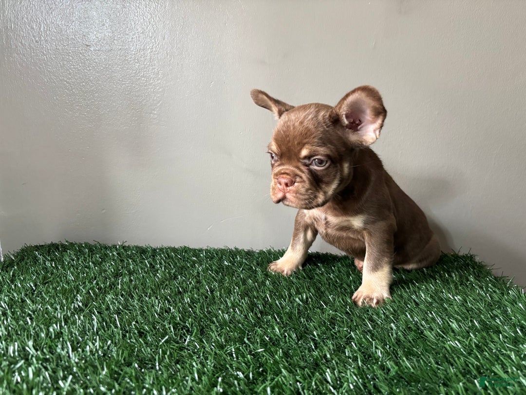 French Bulldog dogs for sale: French Bulldog Puppy 1 - Ad 3