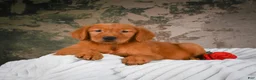 Golden Retriever dogs for sale: Tia - Ad 6