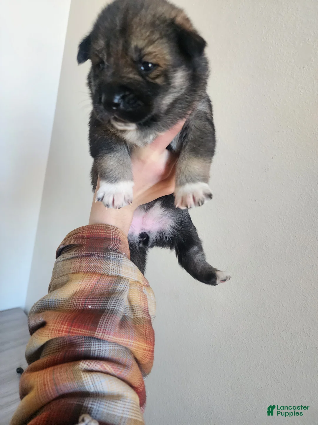 Mixed Breed dogs for sale: Mixed Breed Puppy 3 - Ad 2