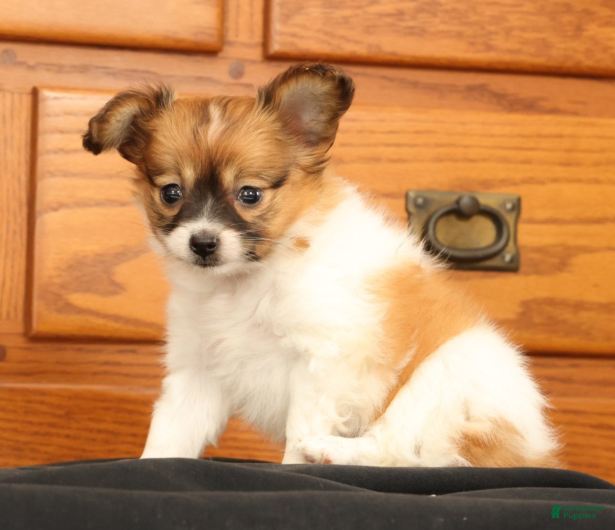Papillon dogs Mandy - Ad 2