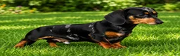 Miniature Dachshund dogs for sale: Holly 🌸 - Ad 18