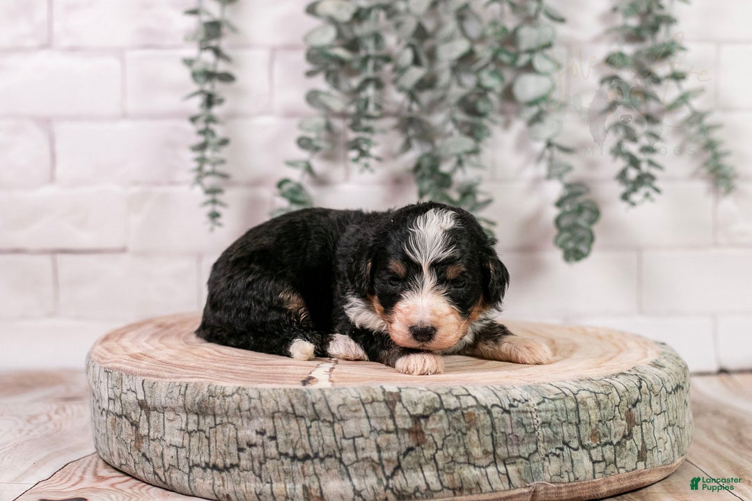 Bernedoodle dogs for sale: HalfPipe - Ad 20