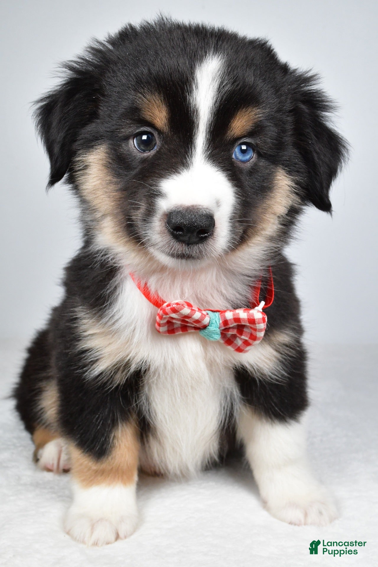 Miniature Australian Shepherd dogs for sale: Finley - Ad 1