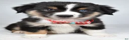 Miniature Australian Shepherd dogs for sale: Finley - Ad 1