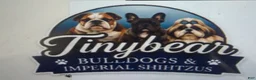 Shih Tzu dogs for sale: Minnie’s girl - Ad 4