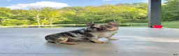 French Bulldog dogs for sale: Clover - Ad 3