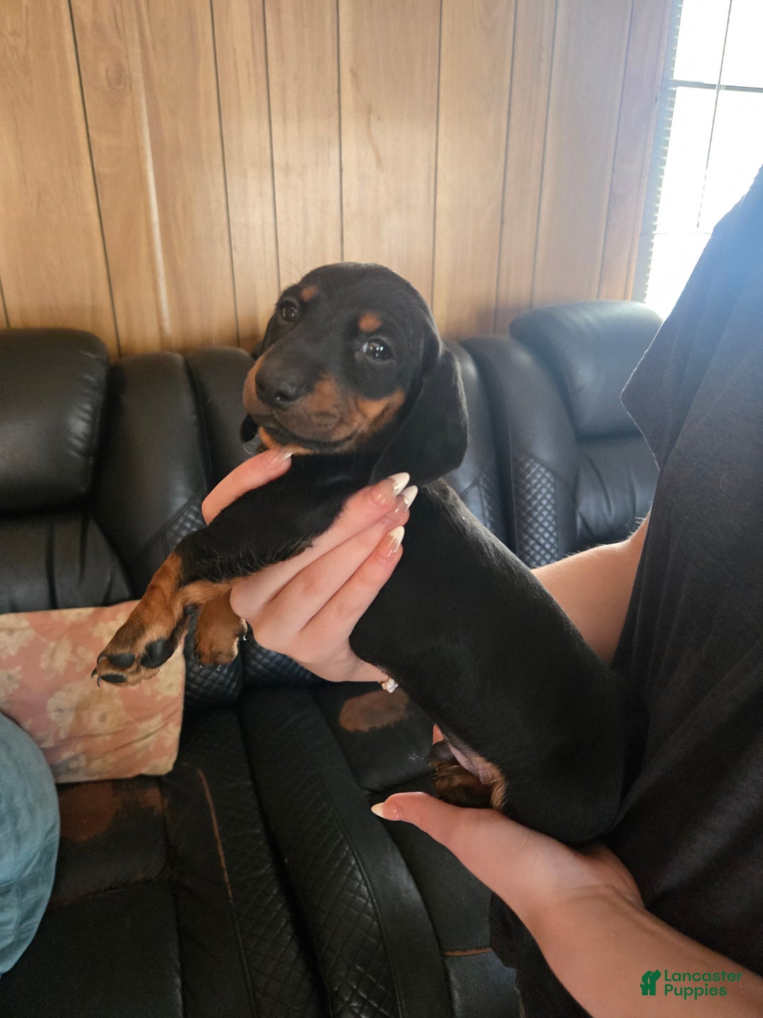 Dachshund dogs for sale: Dachshund Puppy 1 - Ad 1