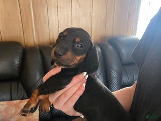 Dachshund dogs Dachshund Puppy 1 - Ad 5