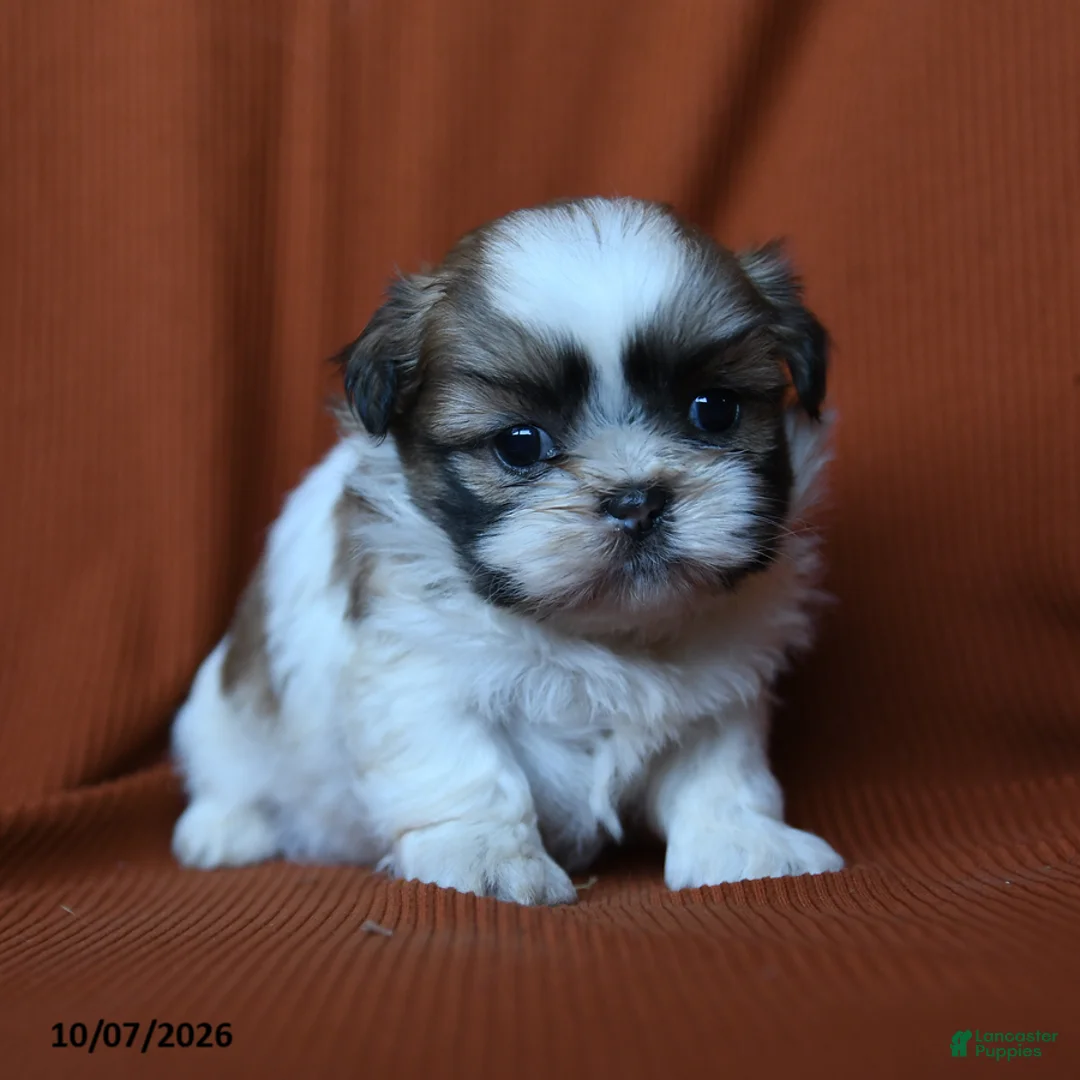 Shih Tzu dogs for sale: Elsa - Ad 2