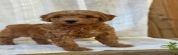 Mini Goldendoodle dogs for sale: Mini Goldendoodle 2 - Ad 2