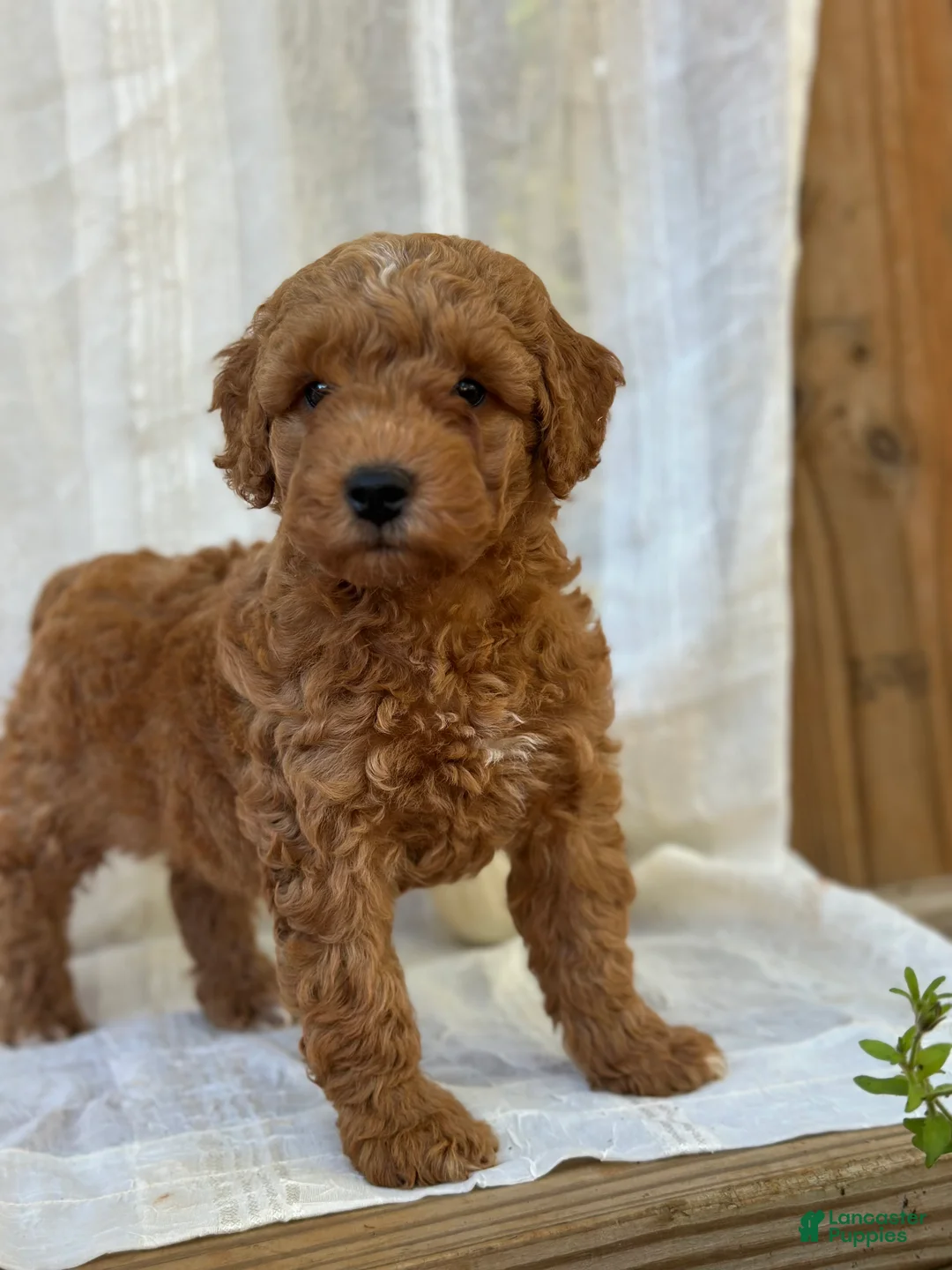 Mini Goldendoodle dogs for sale: Mini Goldendoodle 2 - Ad 2