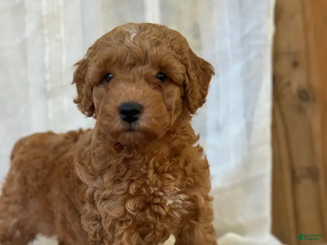 Mini Goldendoodle dogs for sale: Mini Goldendoodle 2 - Ad 2