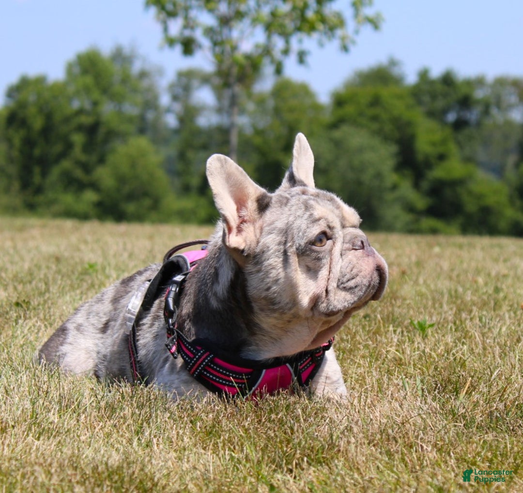 French Bulldog dogs for sale: Bridget - Ad 8