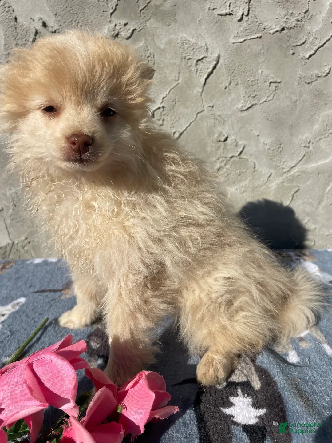 Pomeranian dogs for sale: Willow - Ad 2