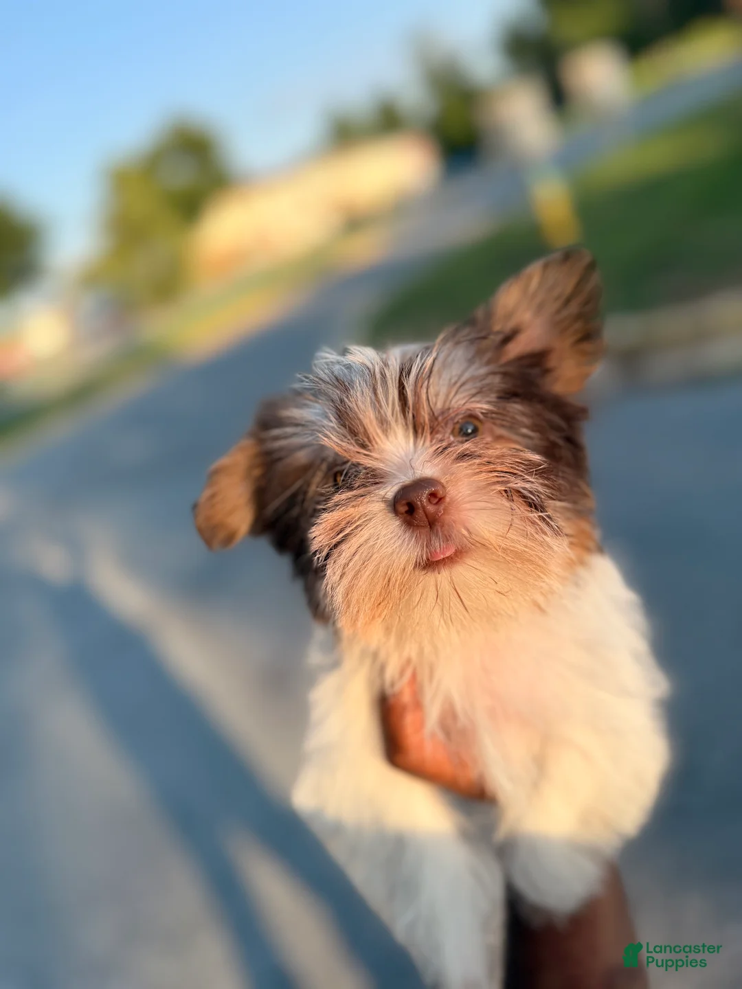 Yorkshire Terrier dogs for sale: Kora - Ad 2