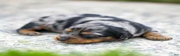 Miniature Dachshund dogs for sale: Dolly Miniature Dachshund Puppy  - Ad 6