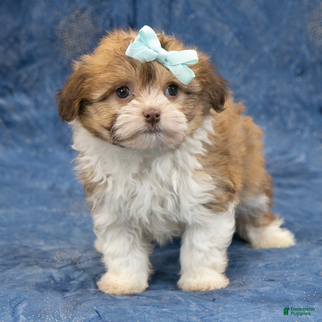 Havanese dogs for sale: Zues - Ad 3