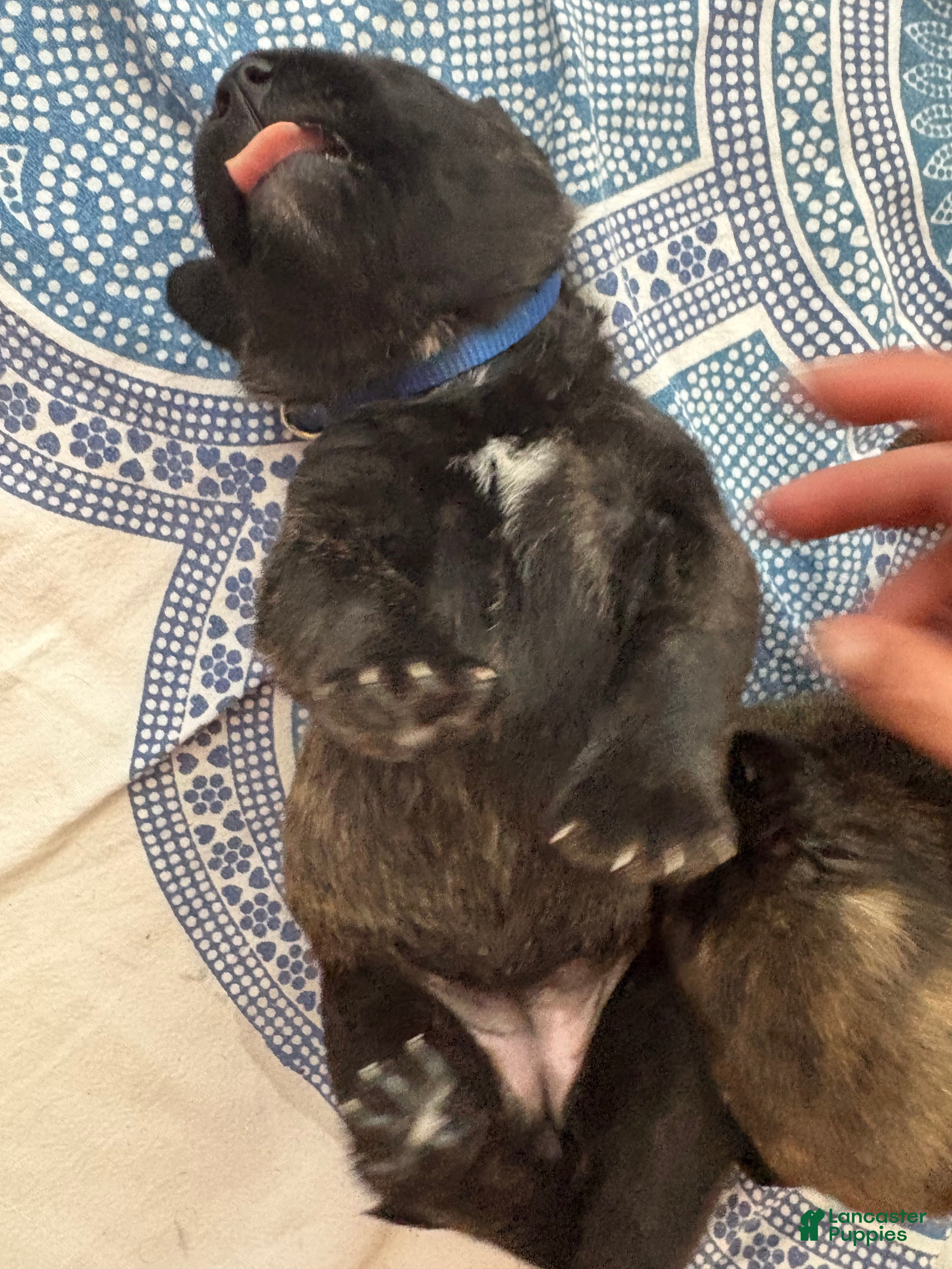 Mixed Breed dogs Zara - Ad 2