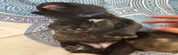 Mixed Breed dogs for sale: Zara - Ad 2