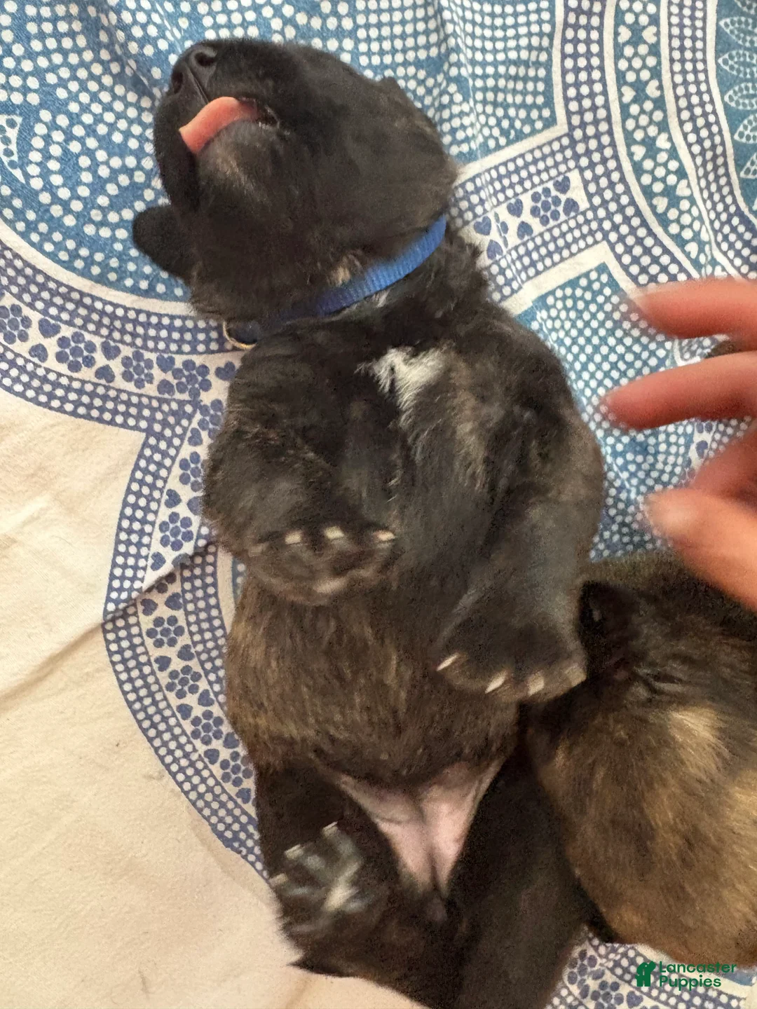 Mixed Breed dogs for sale: Zara - Ad 2