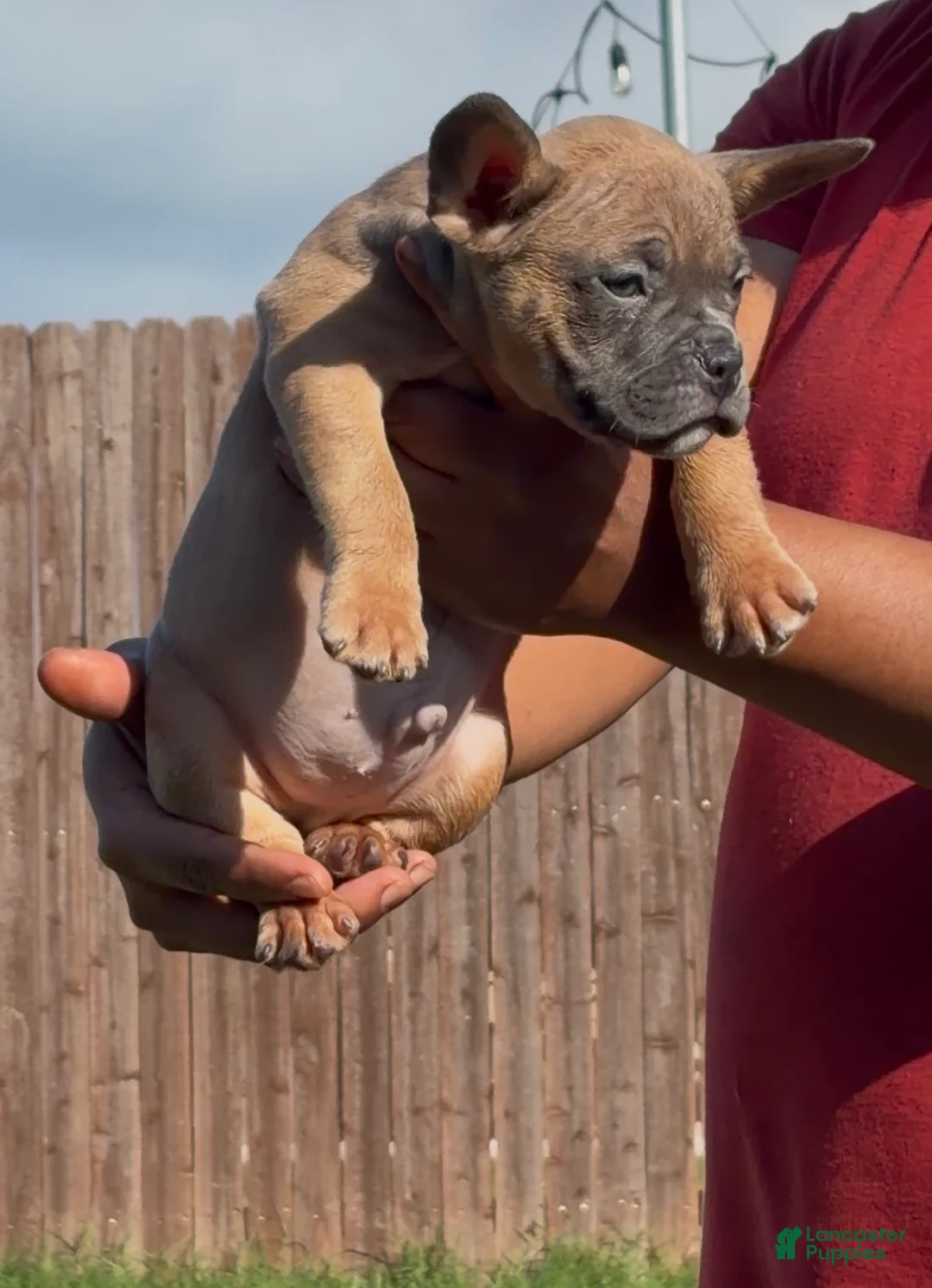 American Bully dogs for sale: Fawn Male - Ad 2