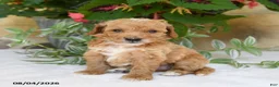 Mini Goldendoodle dogs for sale: Ranger - Ad 2