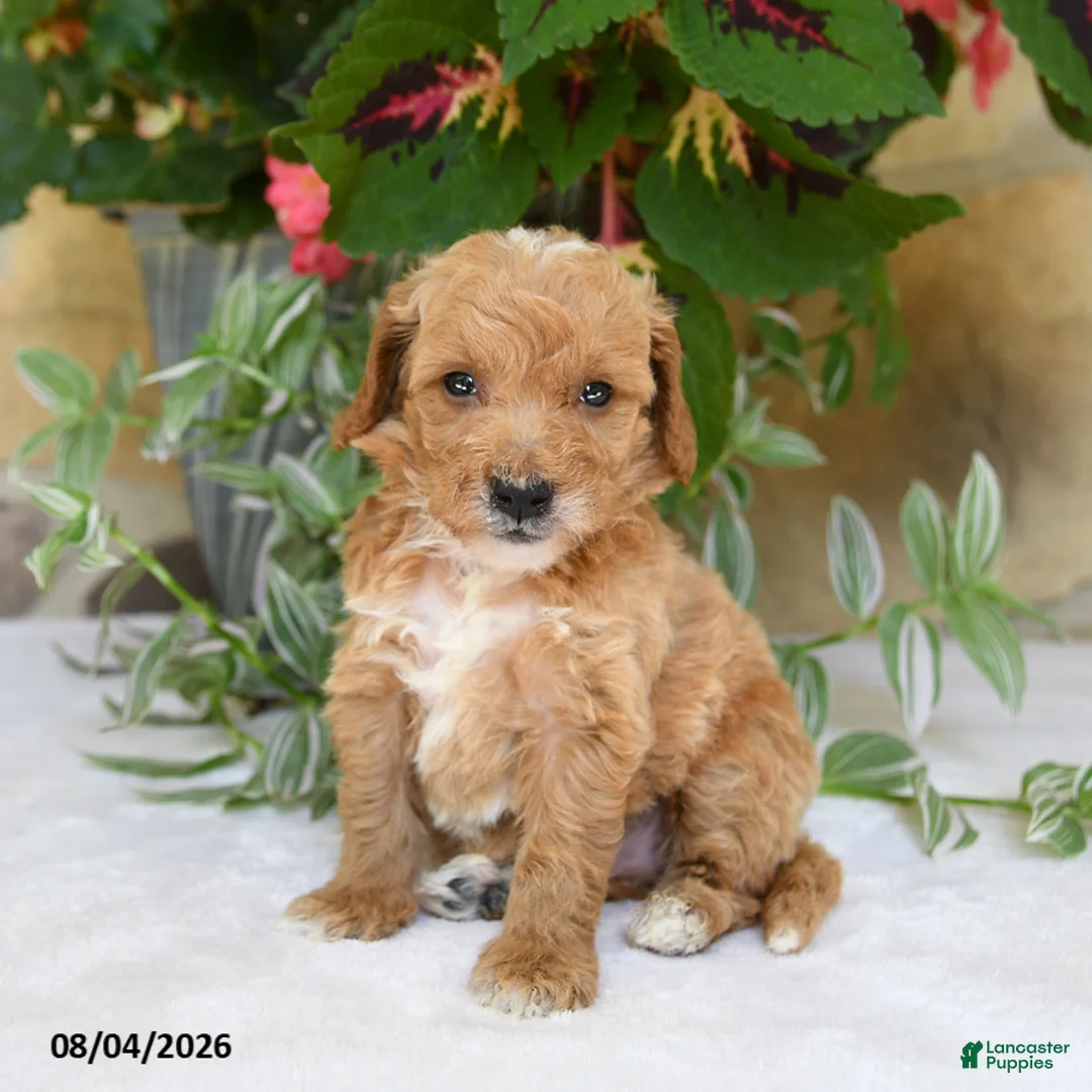 Mini Goldendoodle dogs for sale: Ranger - Ad 2