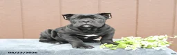Cane Corso dogs for sale: Blake - Ad 5