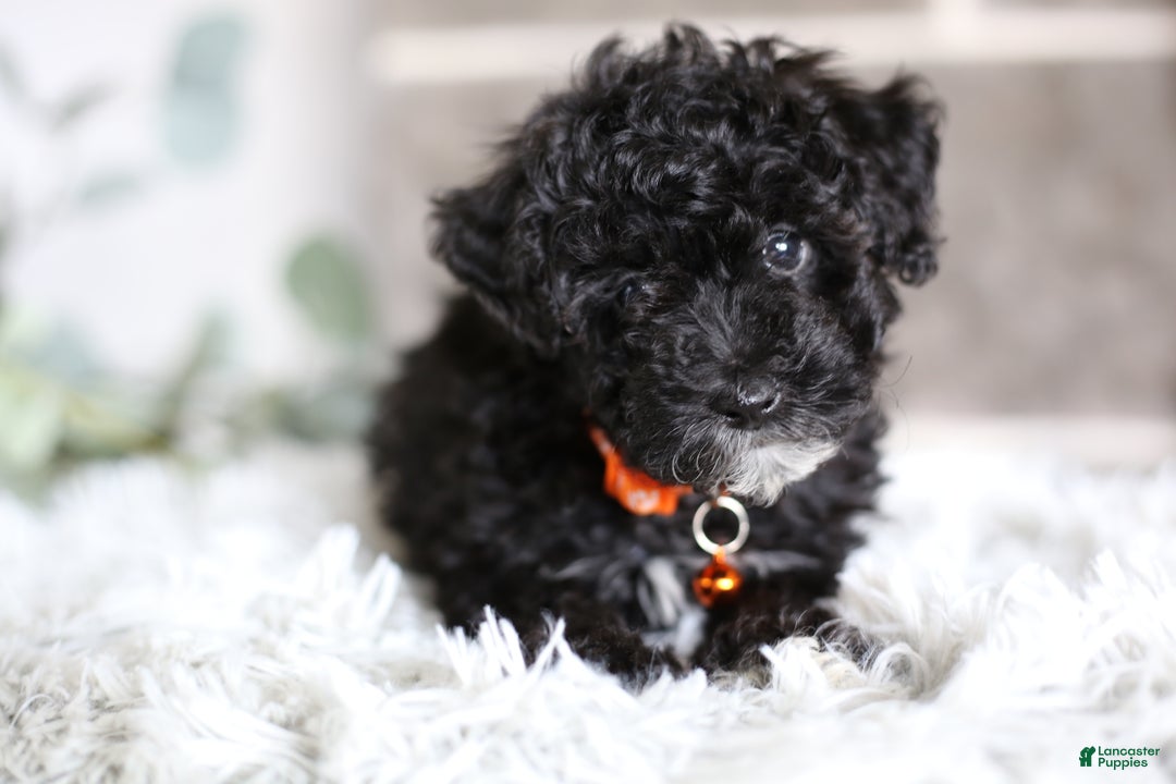 Miniature Poodle dogs for sale: Gracie  - Ad 2