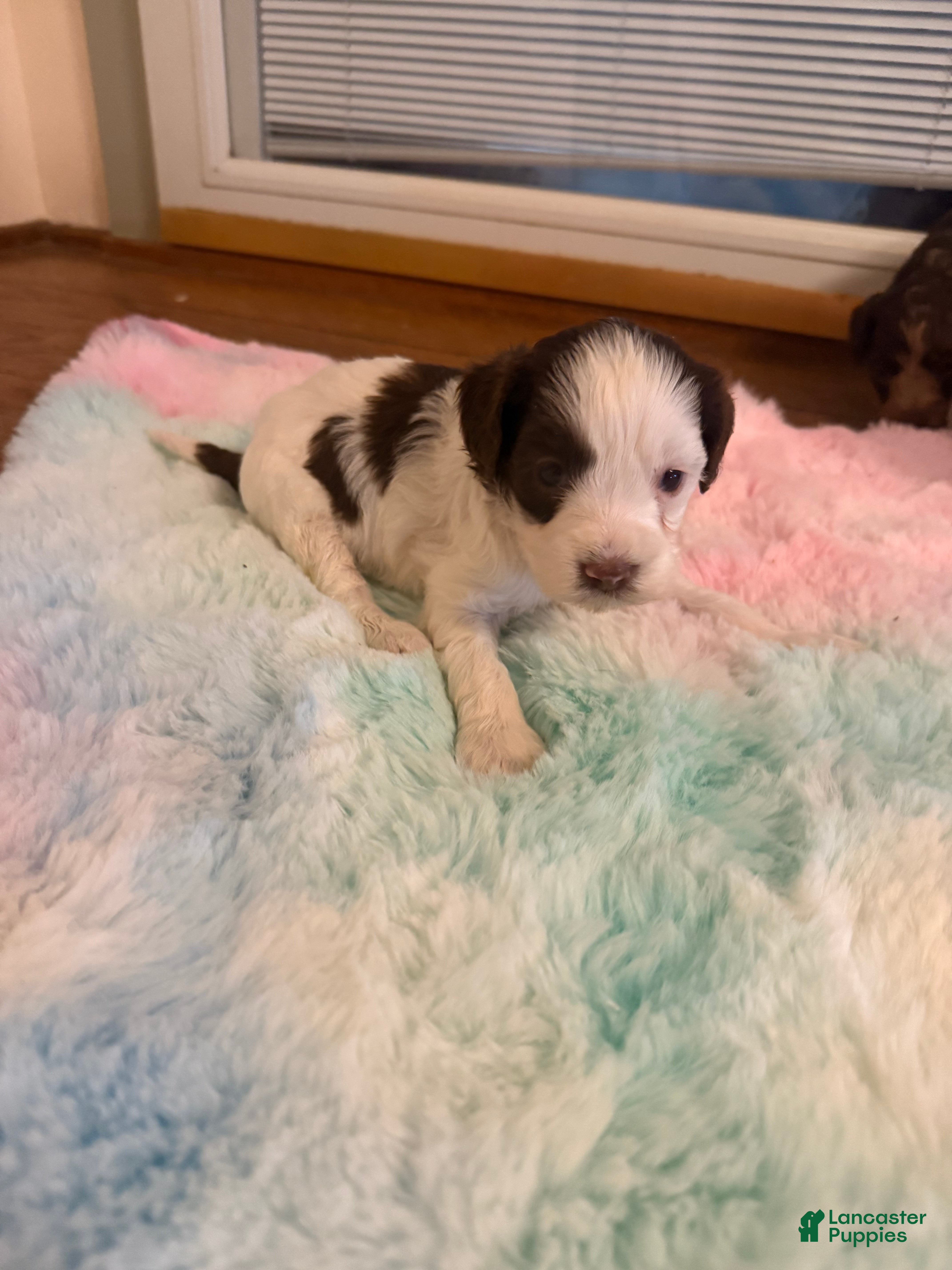 Labradoodle dogs Labradoodle Puppy 6 - Ad 16